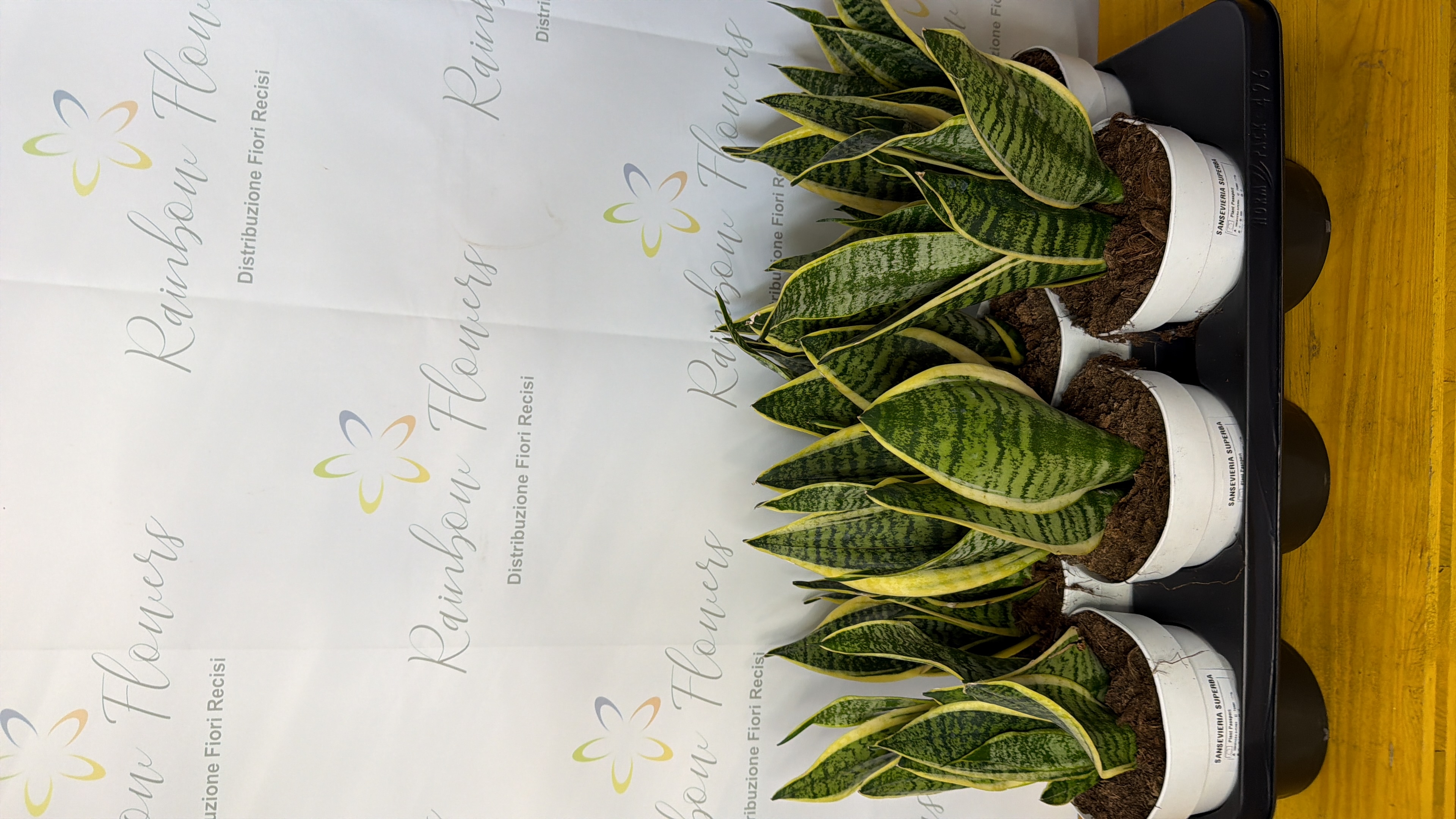 Sanseveria 40cm 
