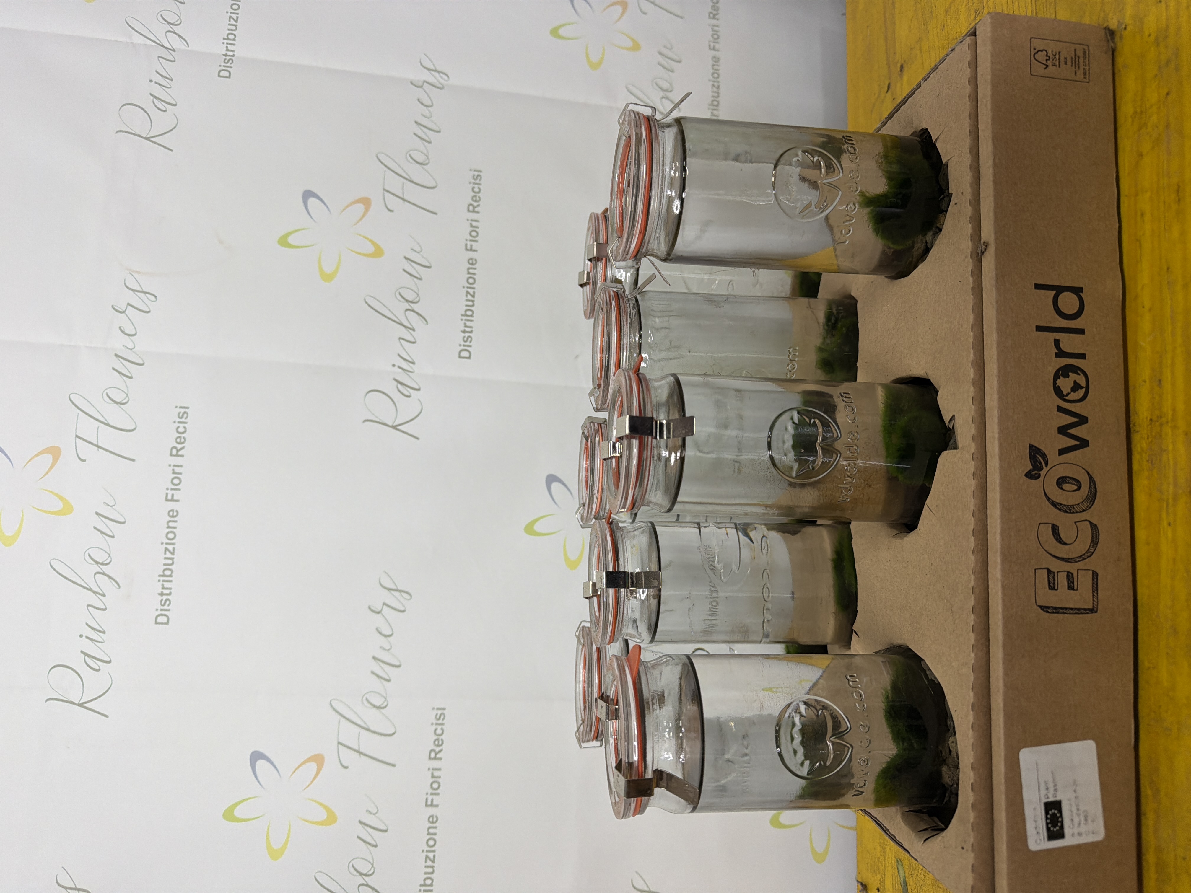 Terrarium marino 