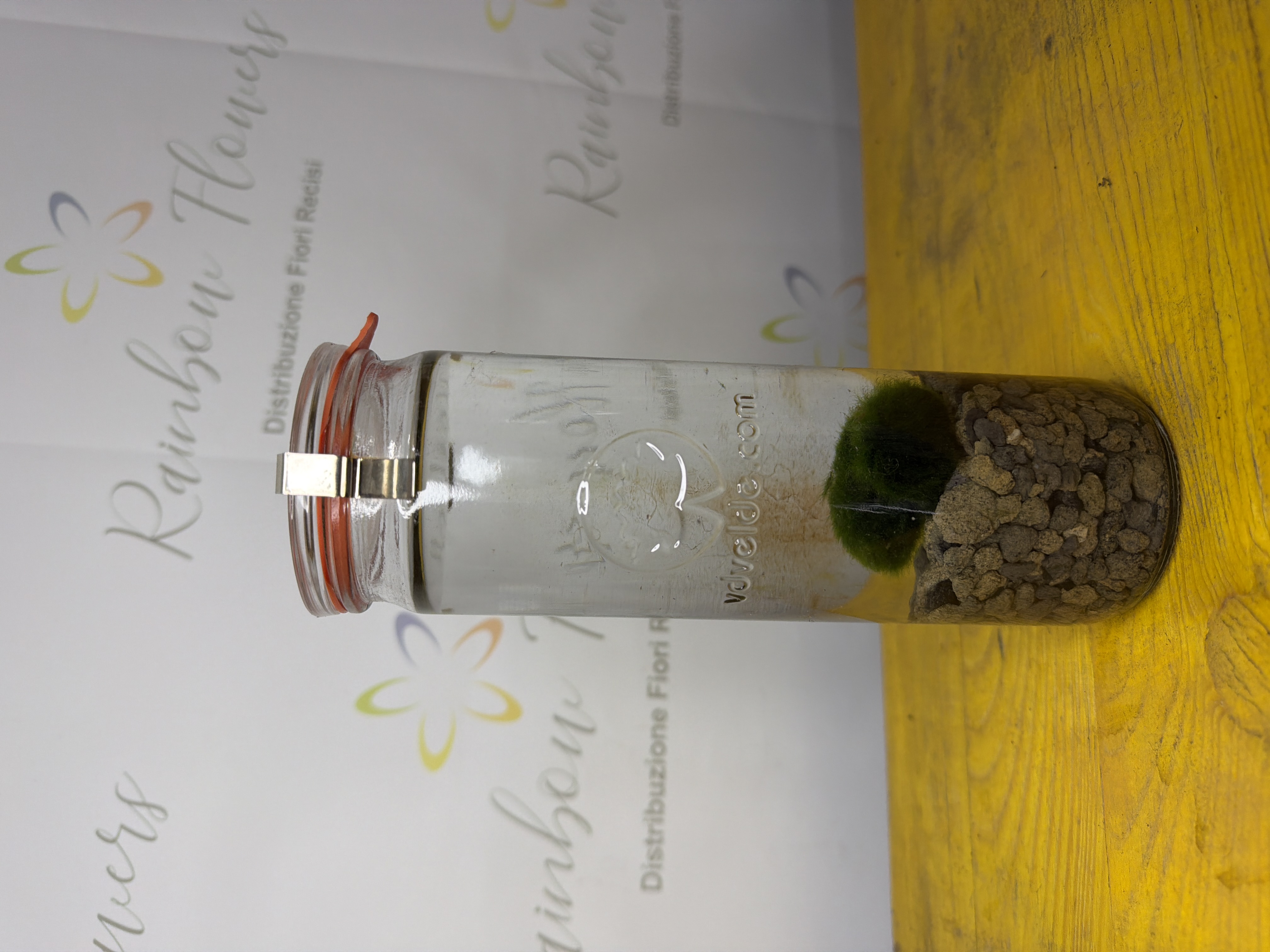 Terrarium marino  2