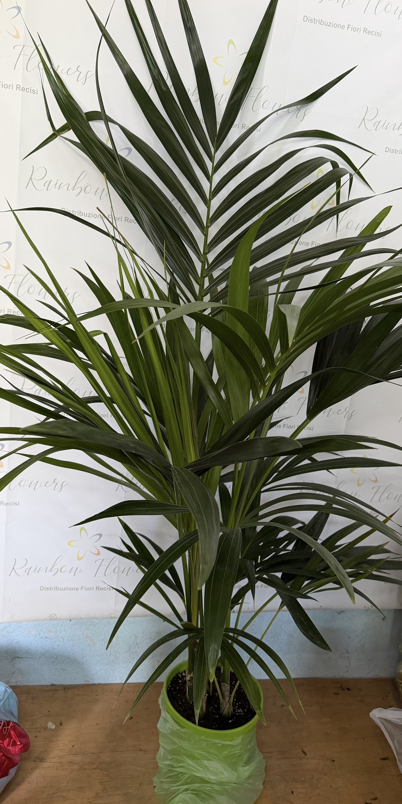 Kentia 150cm 