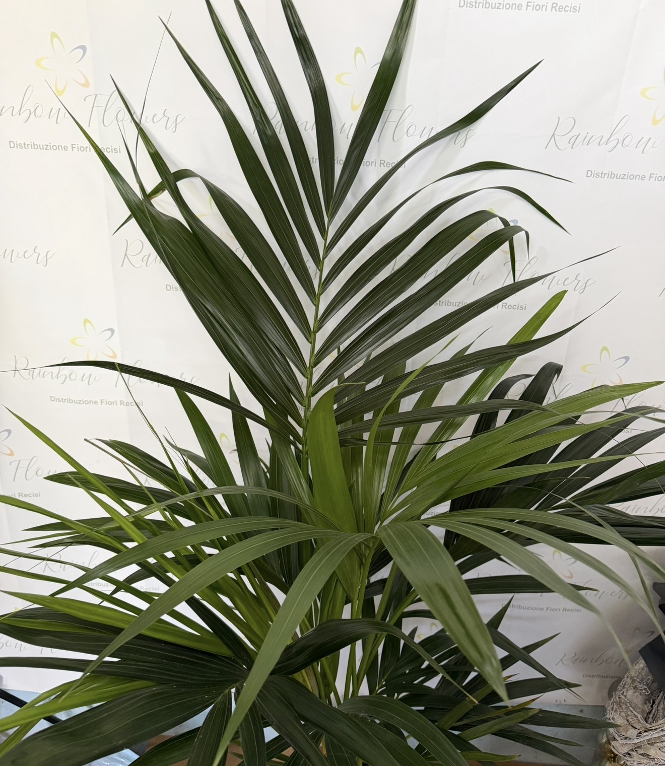 Kentia 150cm  2