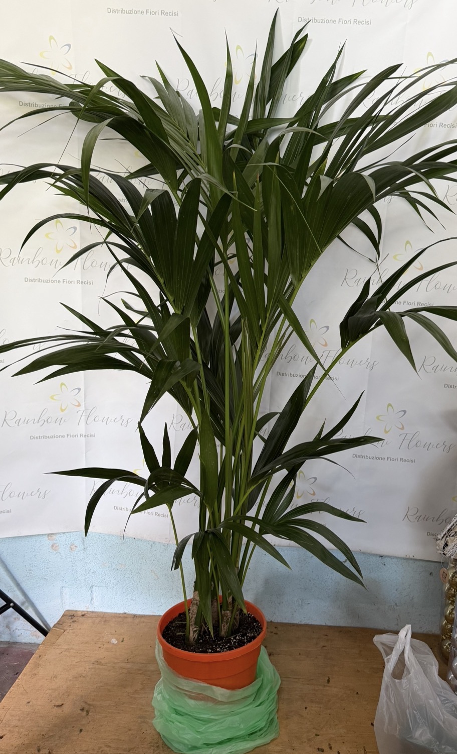 Kentia 170cm 