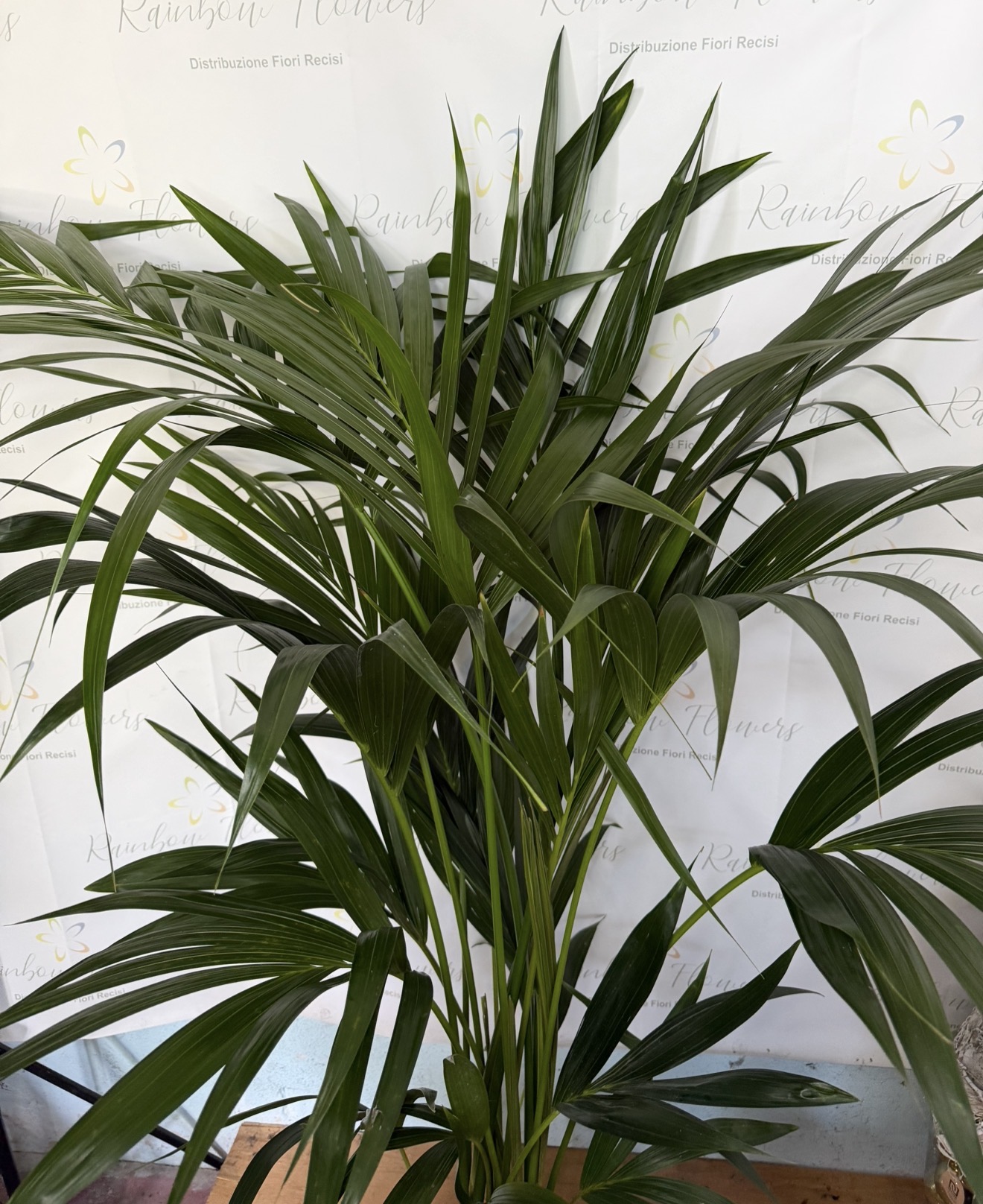Kentia 170cm  2