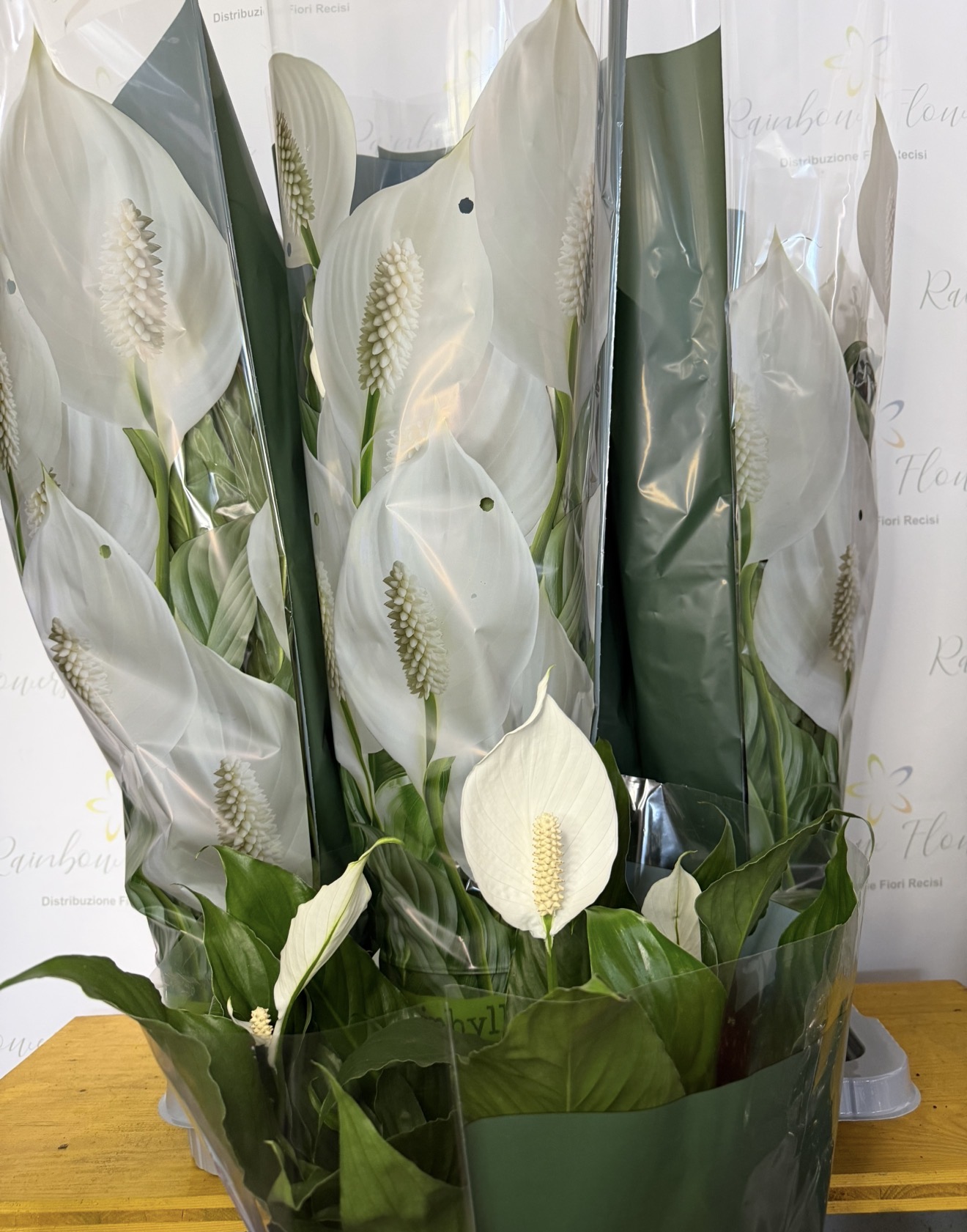 Spadifilium extra Rubens