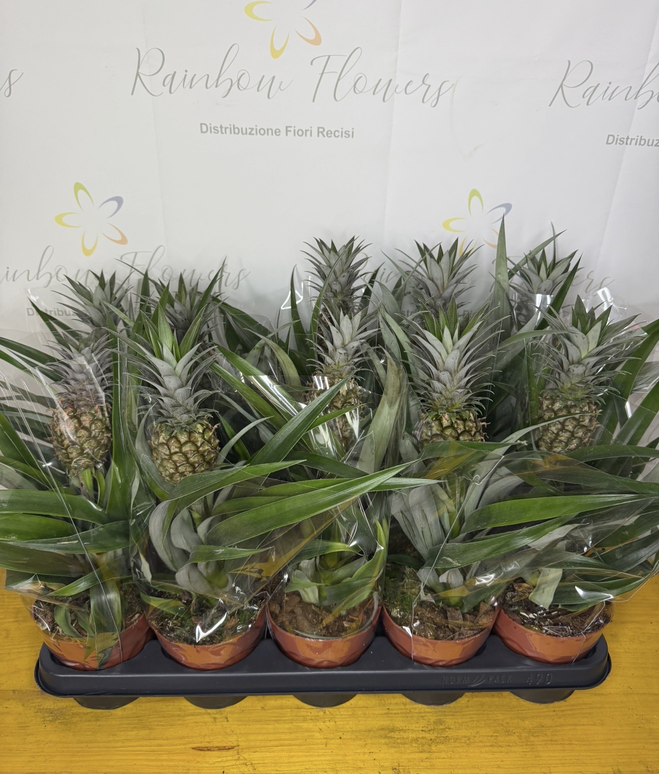Pianta ananas 🍍
