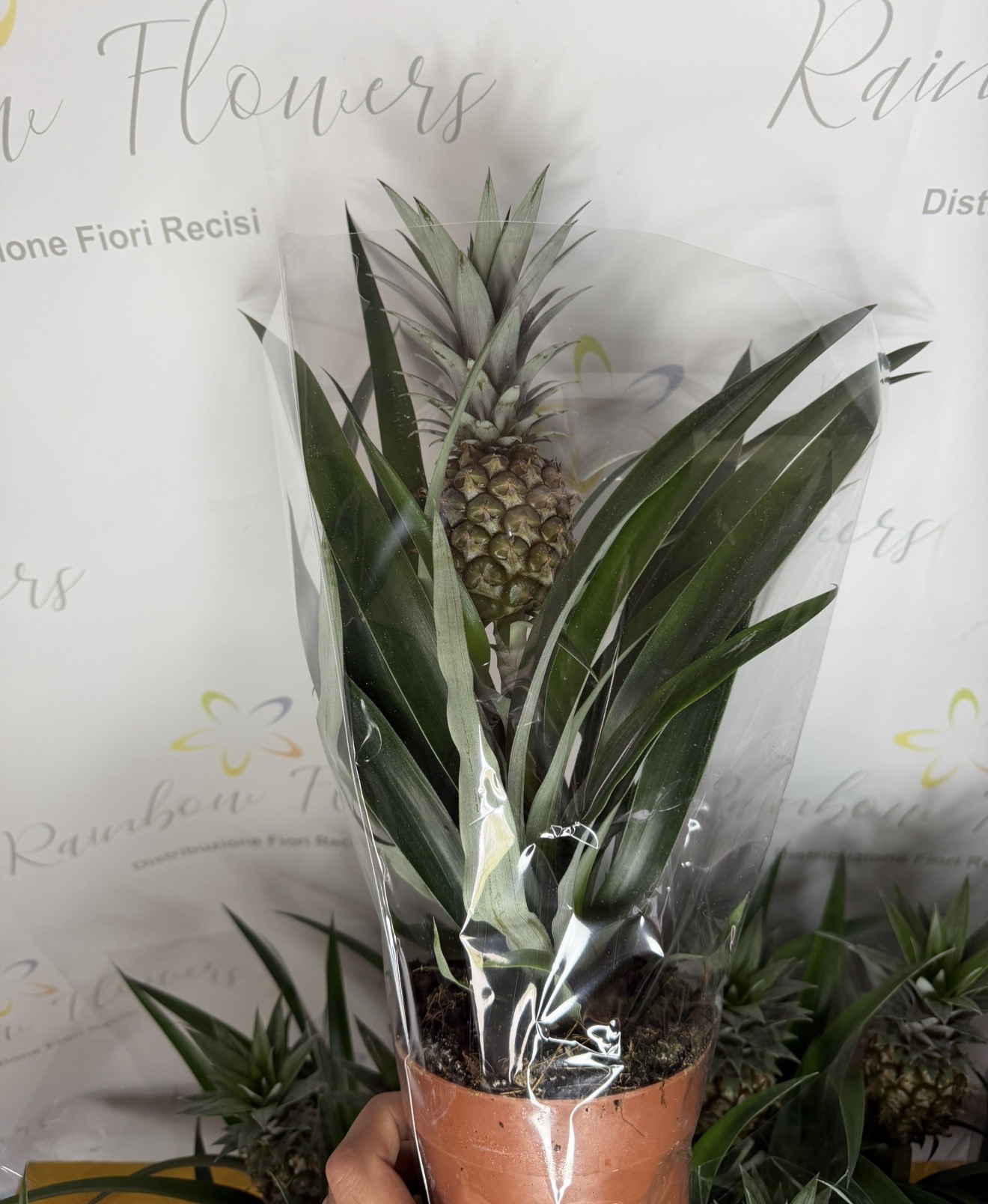 Pianta ananas 🍍  2