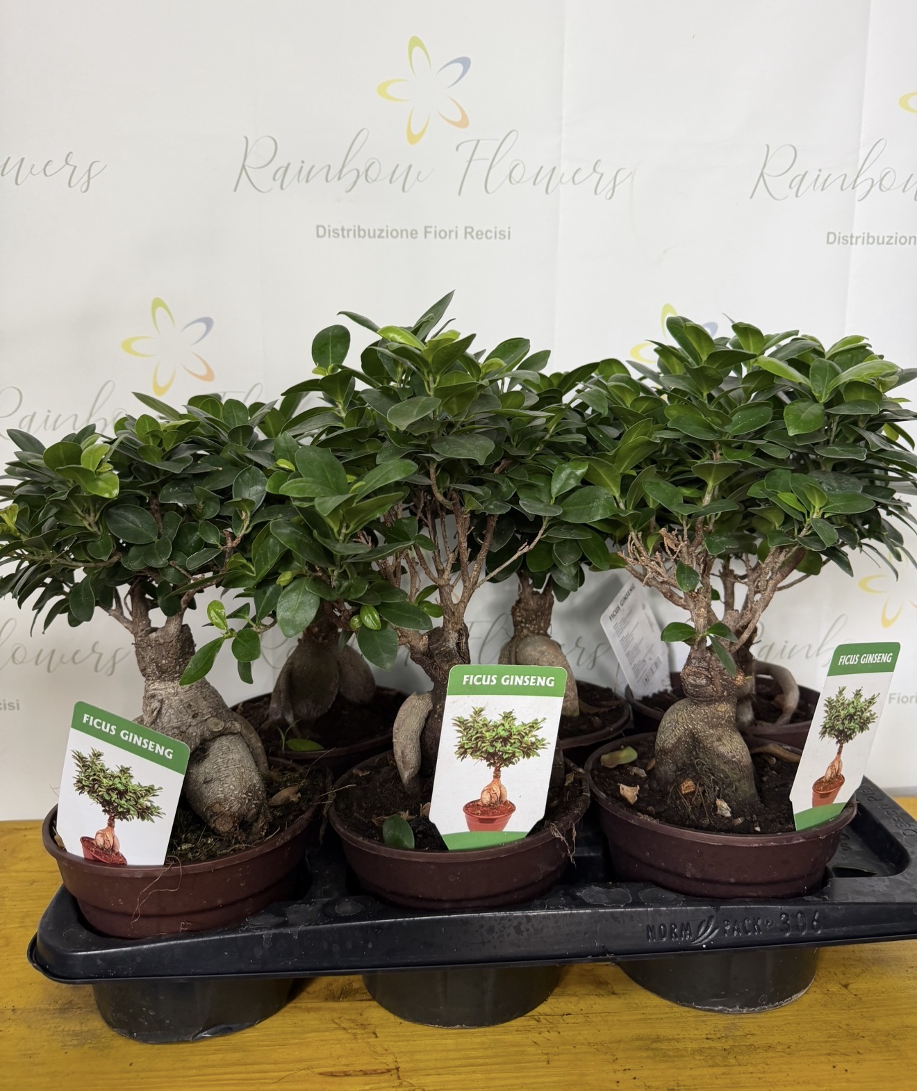 Bonsai ginseng
