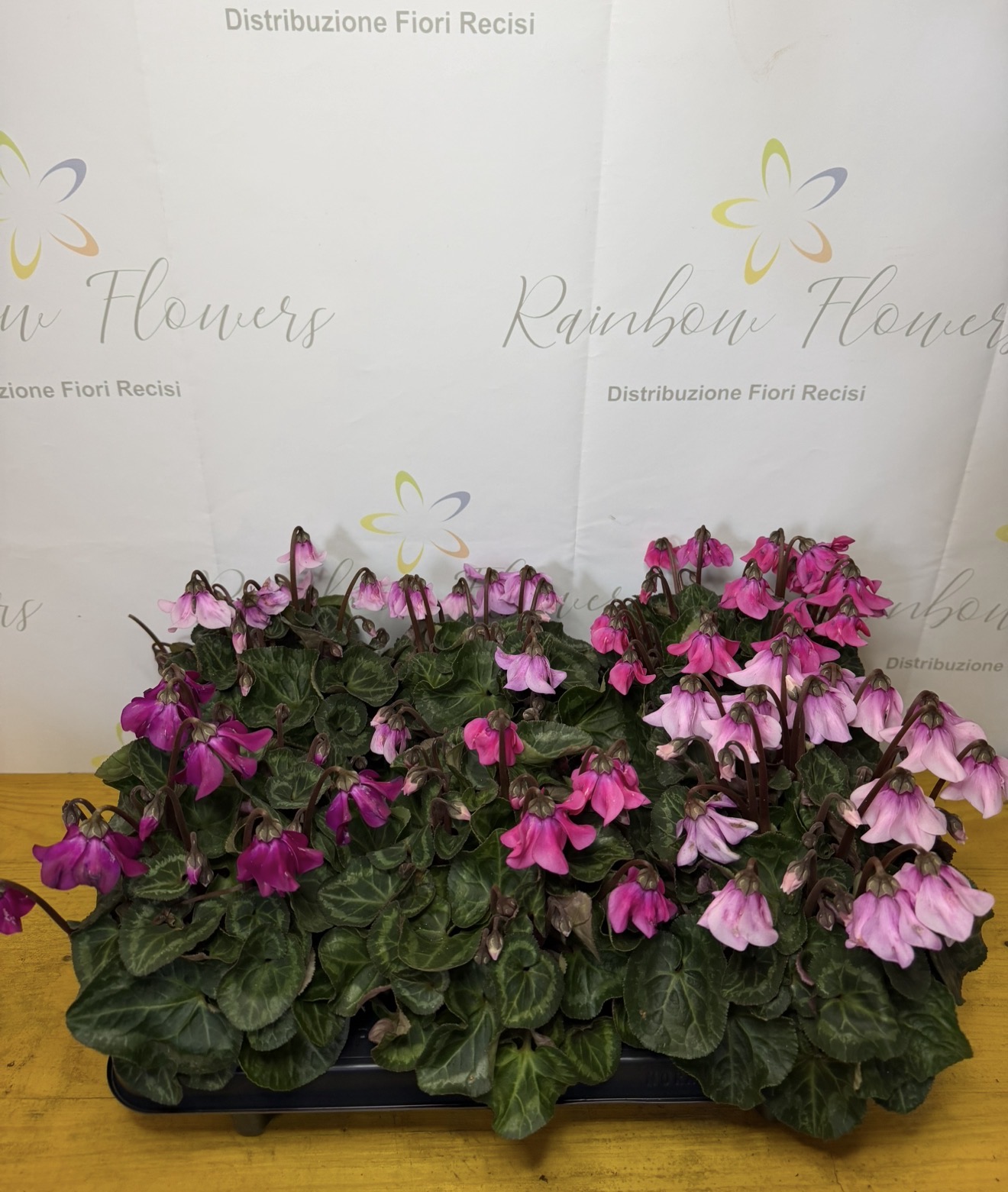 Ciclamino Pendulo – Colori Rosa Assortiti