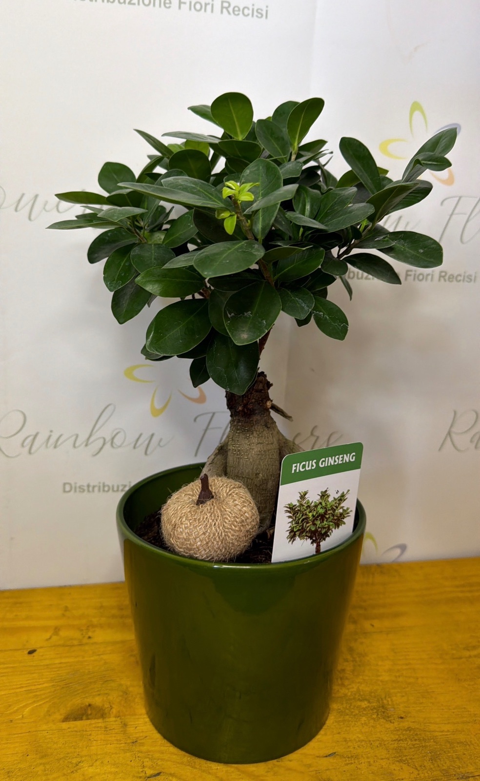 Bonsai con vaso ceramica 