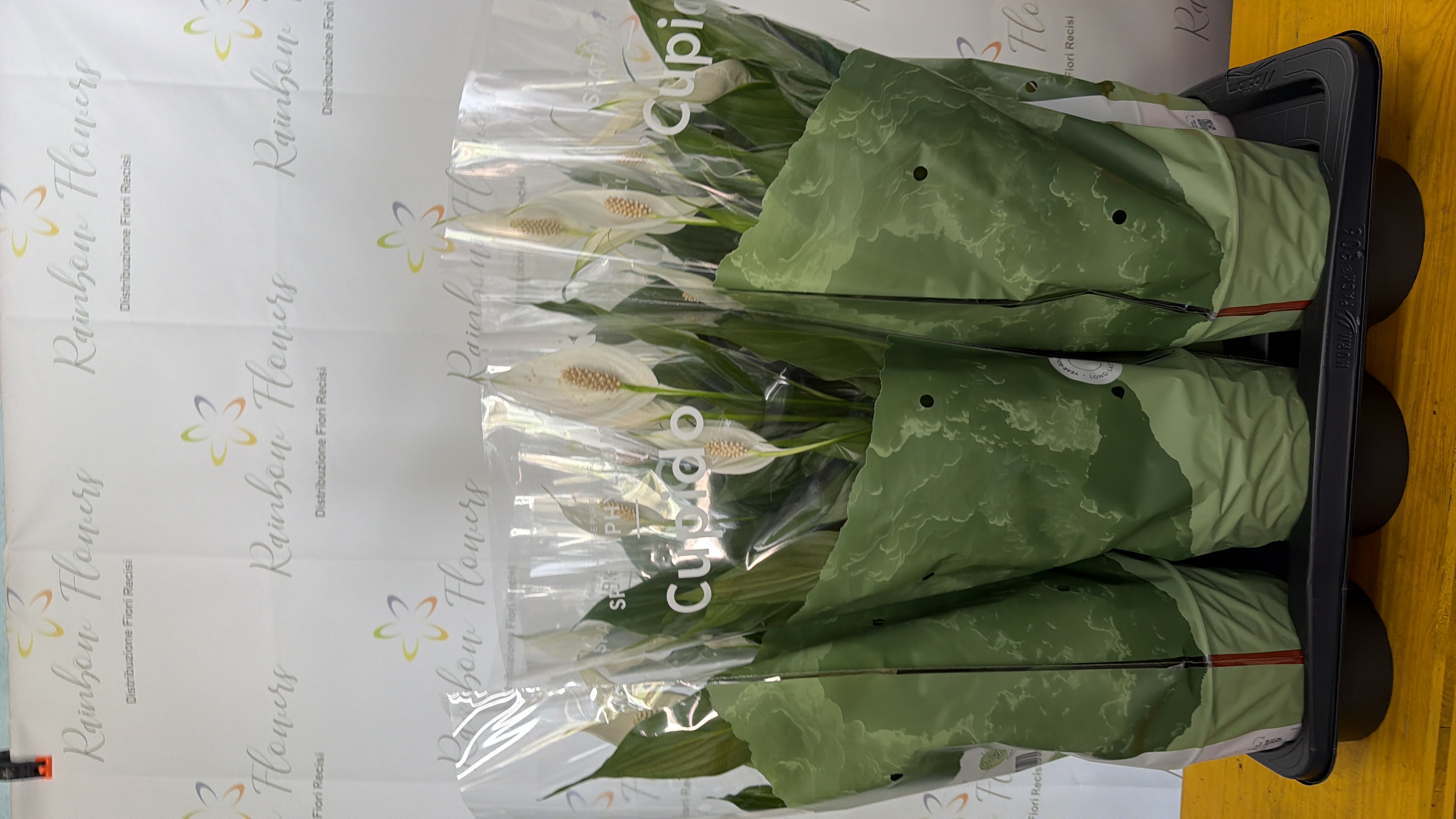 Spadifilium 