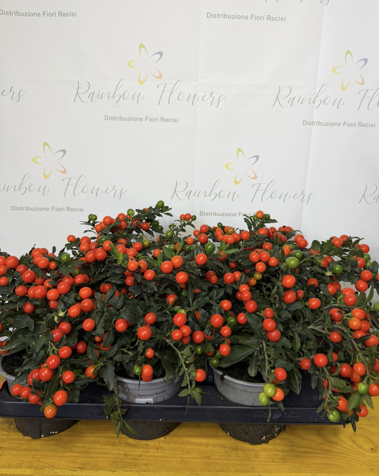 Solanum 