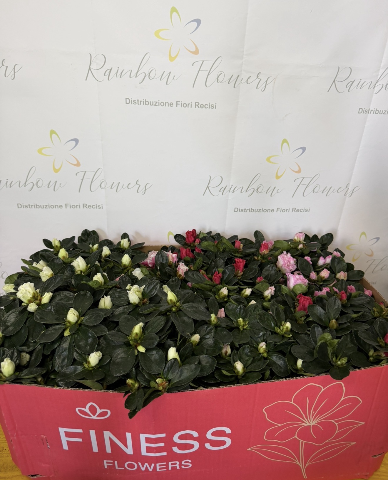 Azalea Premium