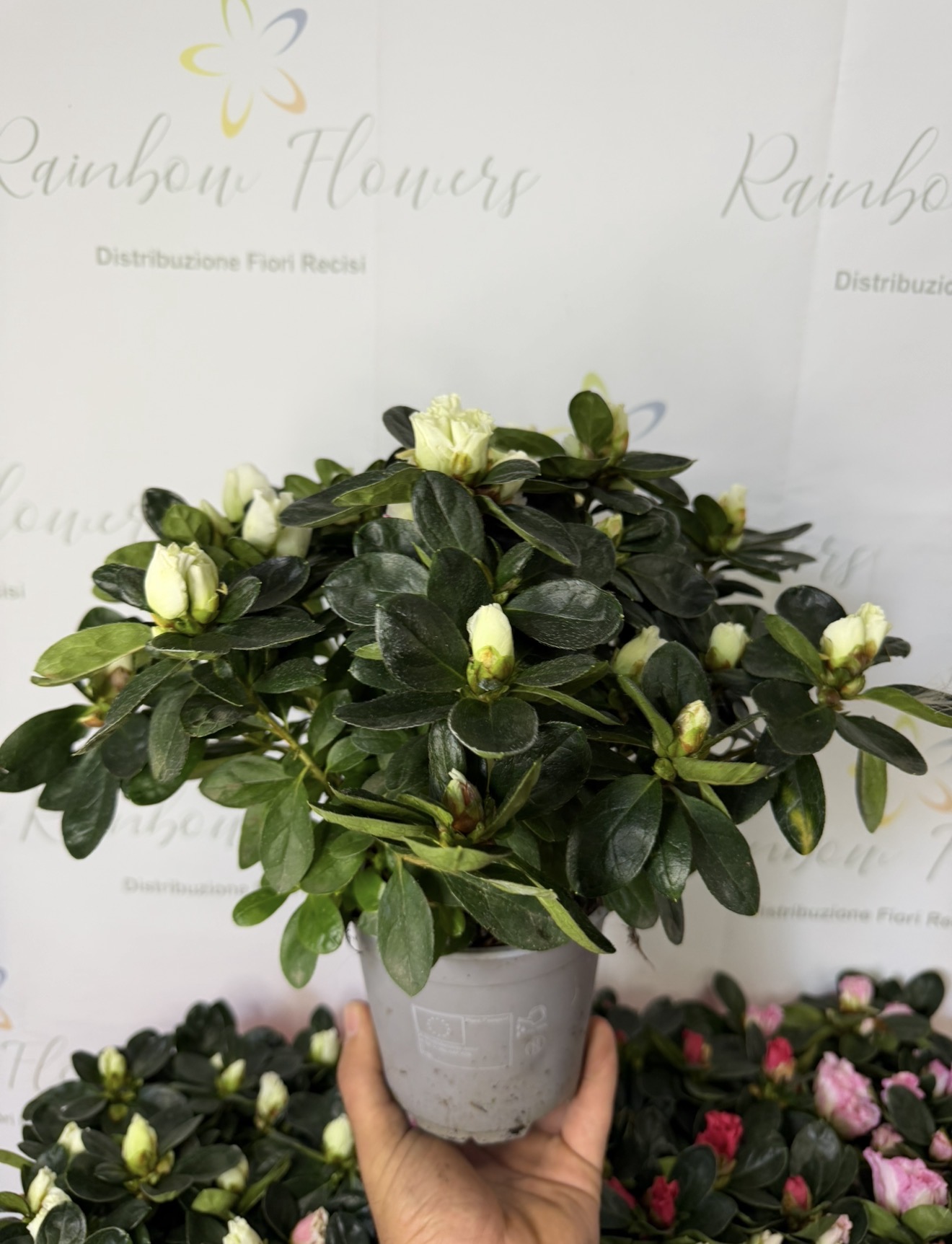 Azalea Premium 2