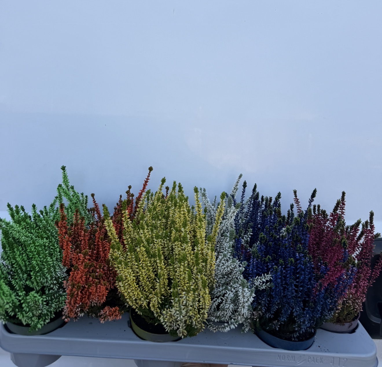 Erika colorata