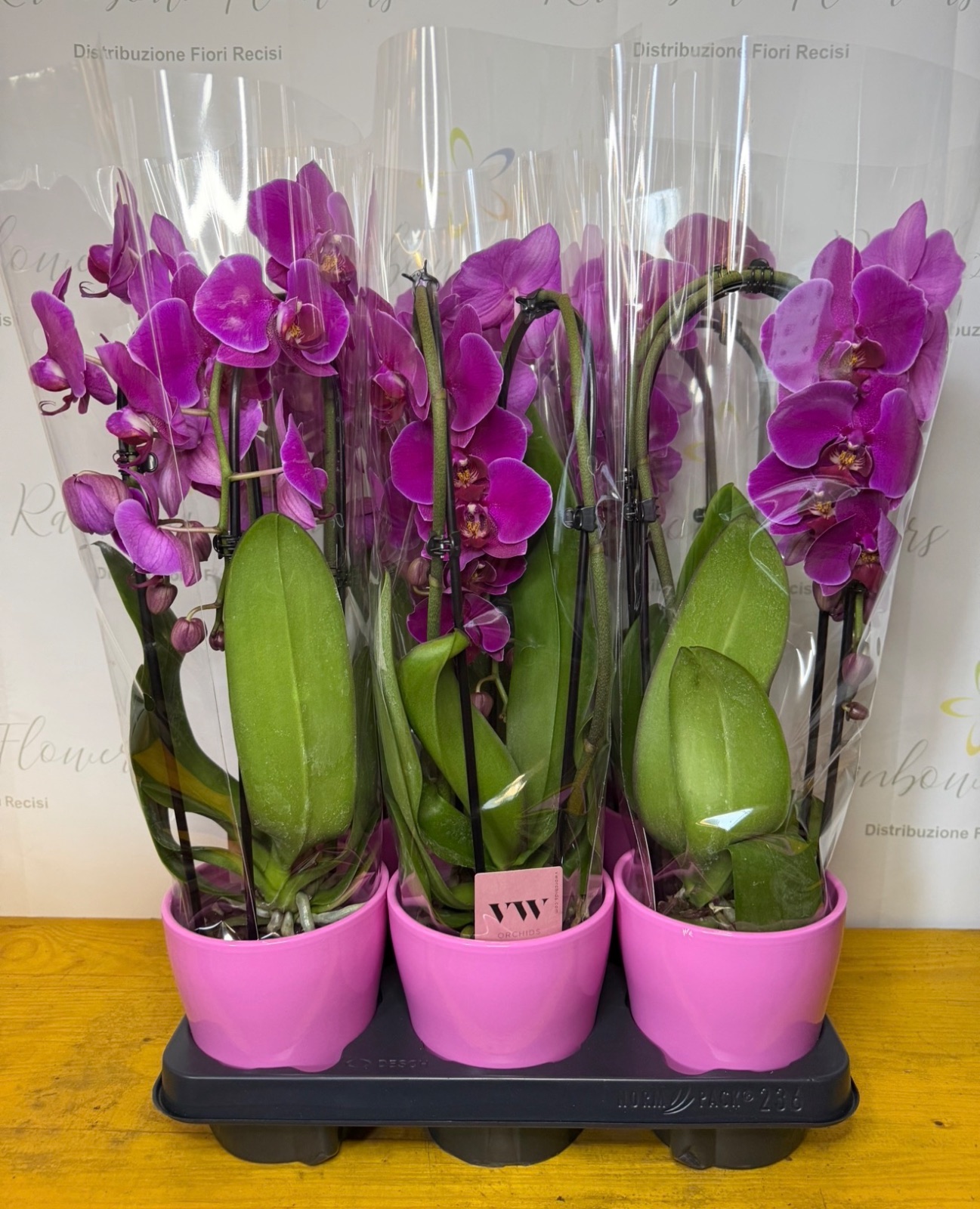 Orchidea Phalaenopsis