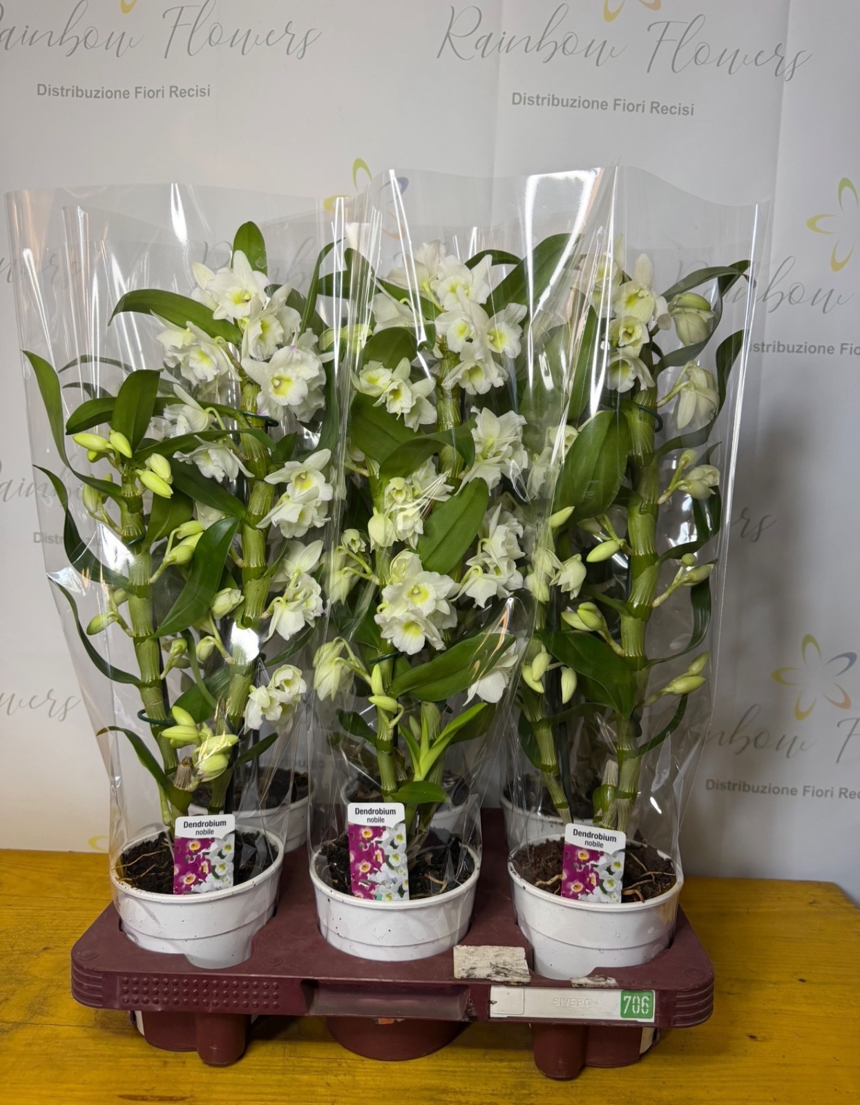 Dendrobium nobile bianco