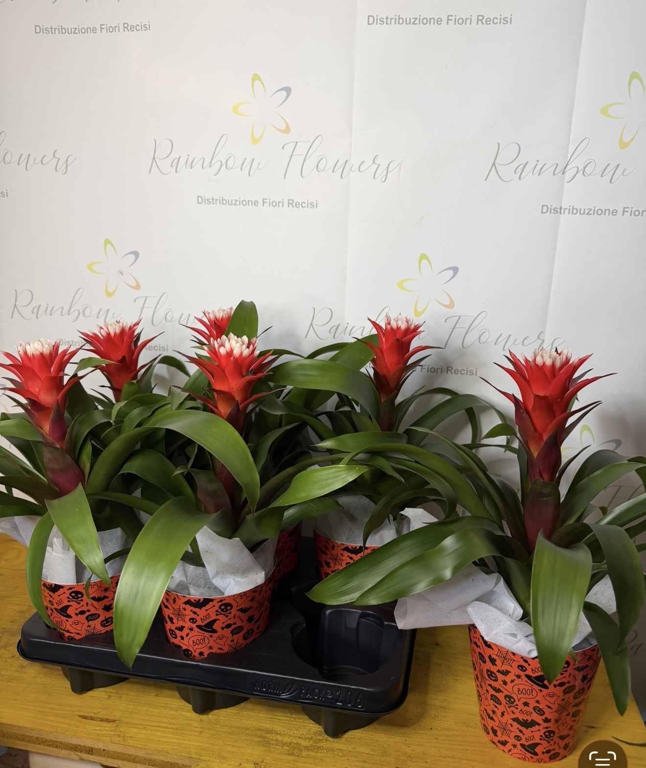Guzmania rossa - vaso decorato