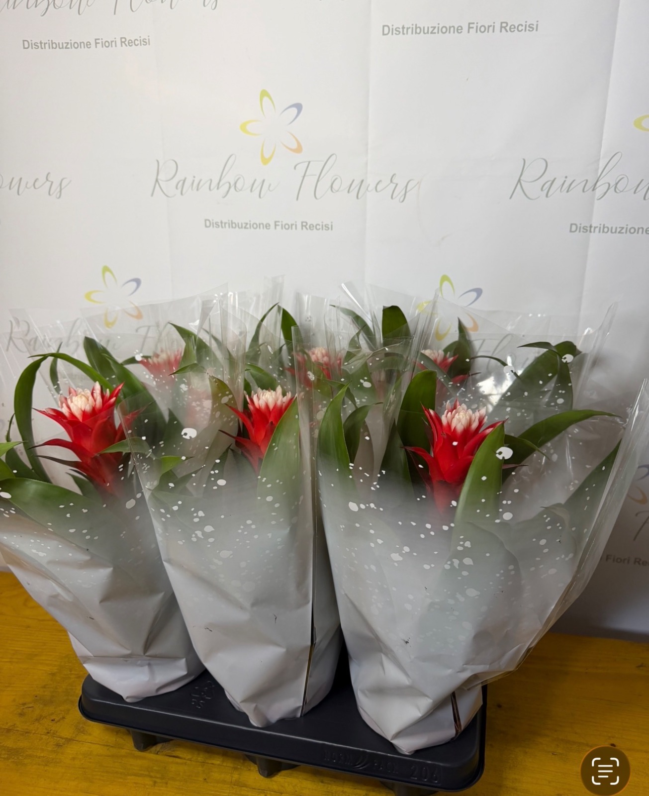 Guzmania rossa confezionata