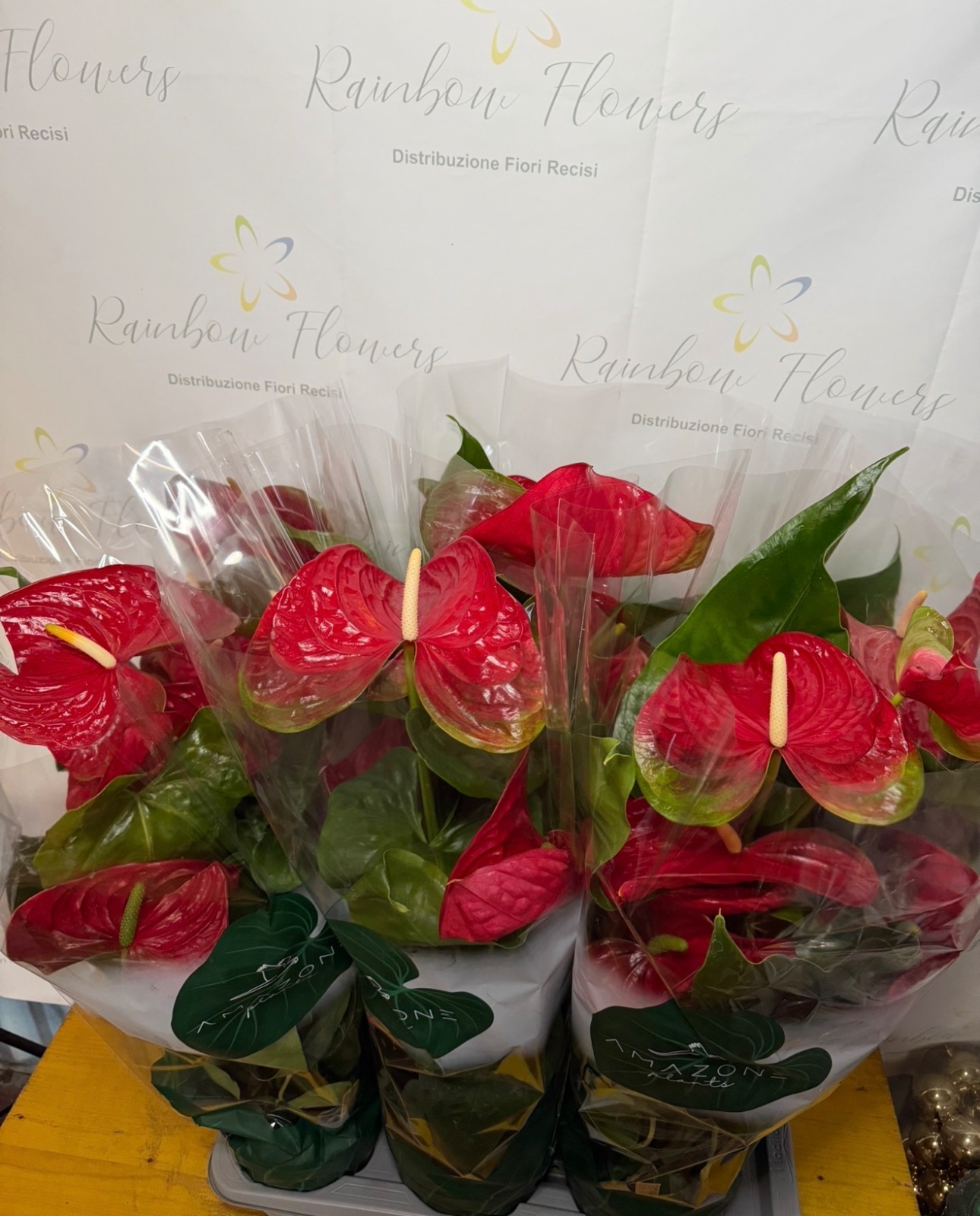 Anthurium rosso