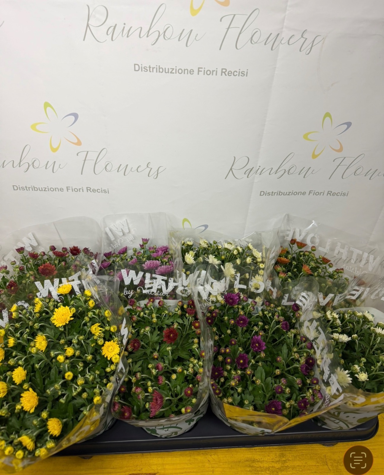 Crisantemo multiflora colori assortiti - cassa da 8 piante