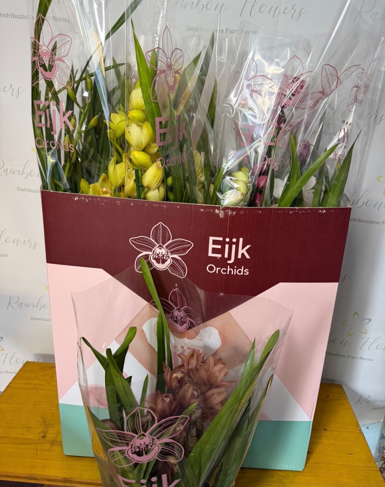 Orchidea Cymbidium 4/5 rami