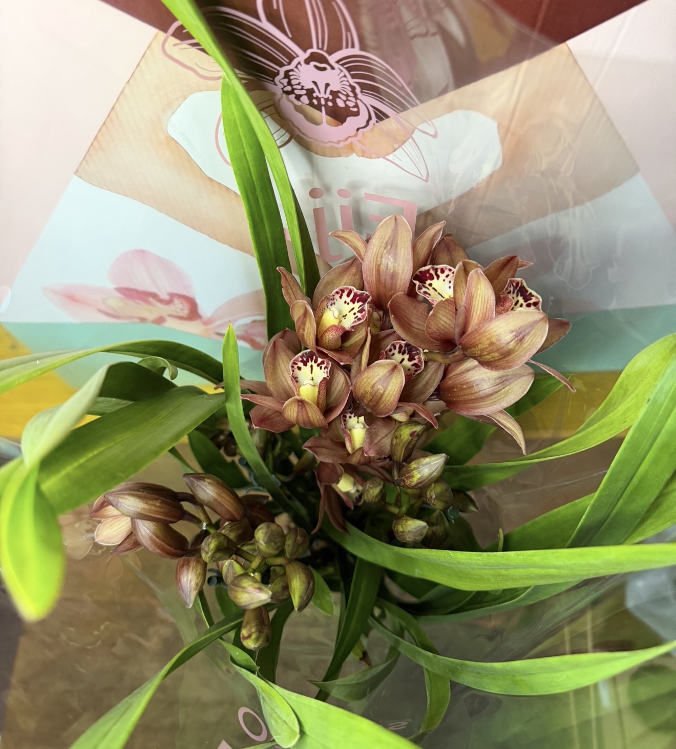 Orchidea Cymbidium 4/5 rami 2