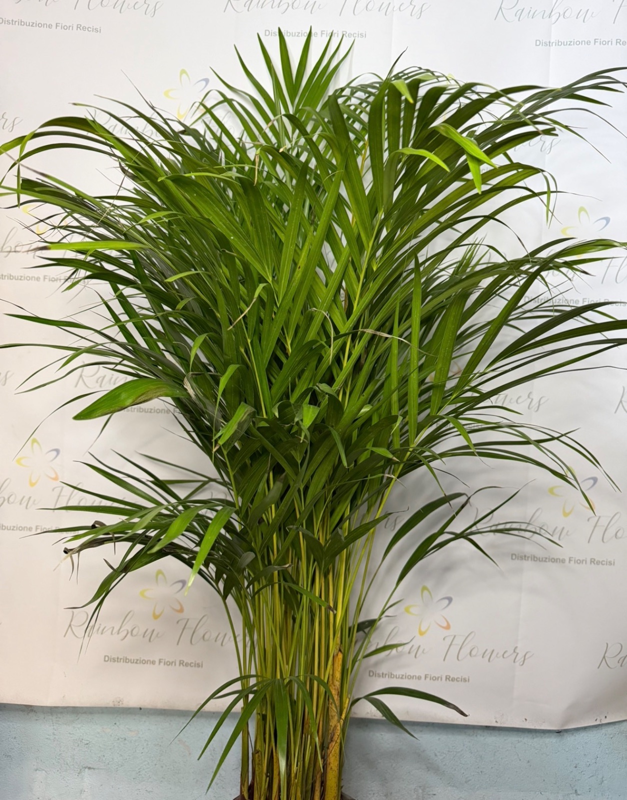 chamaedorea  140 cm