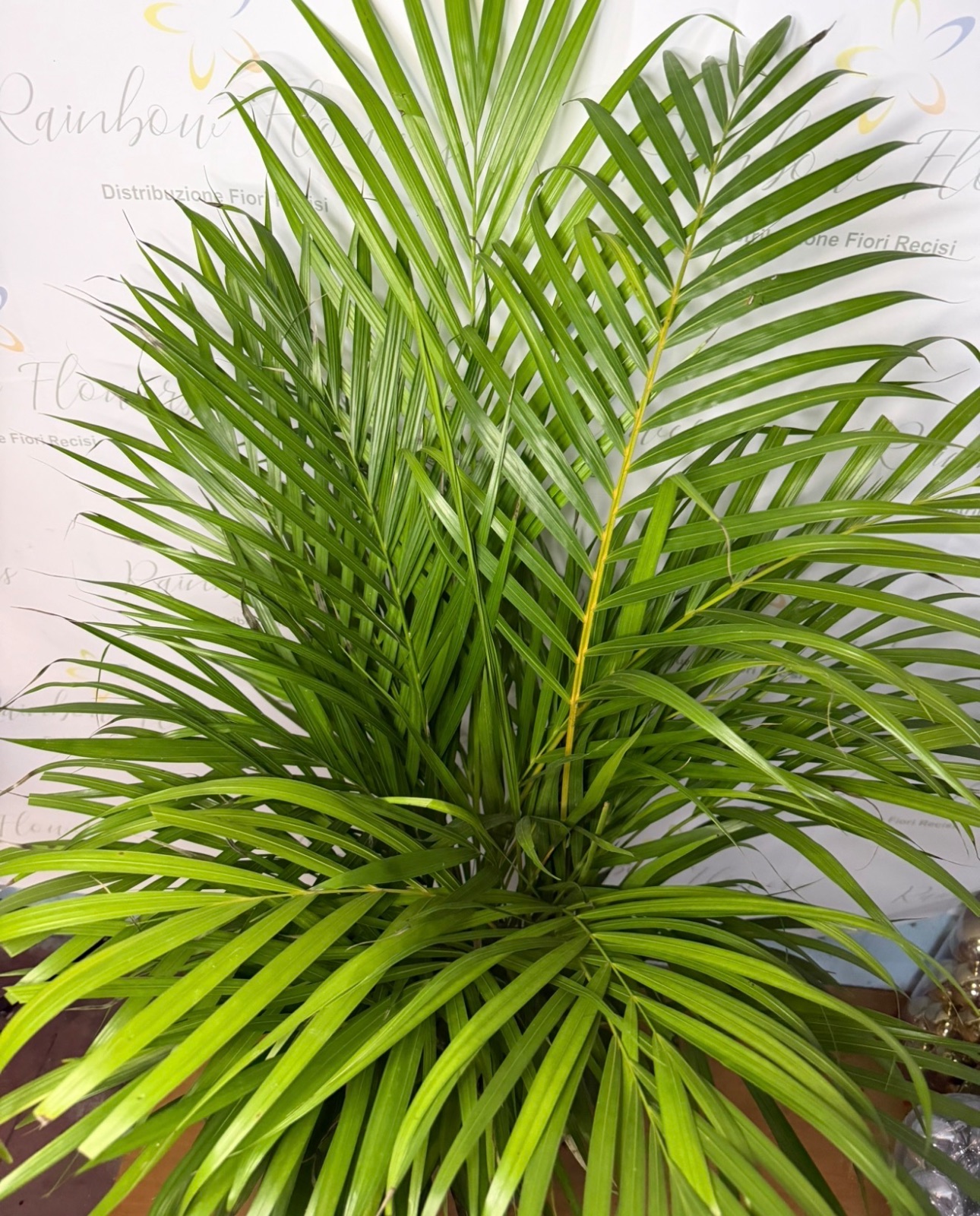 chamaedorea  140 cm 2