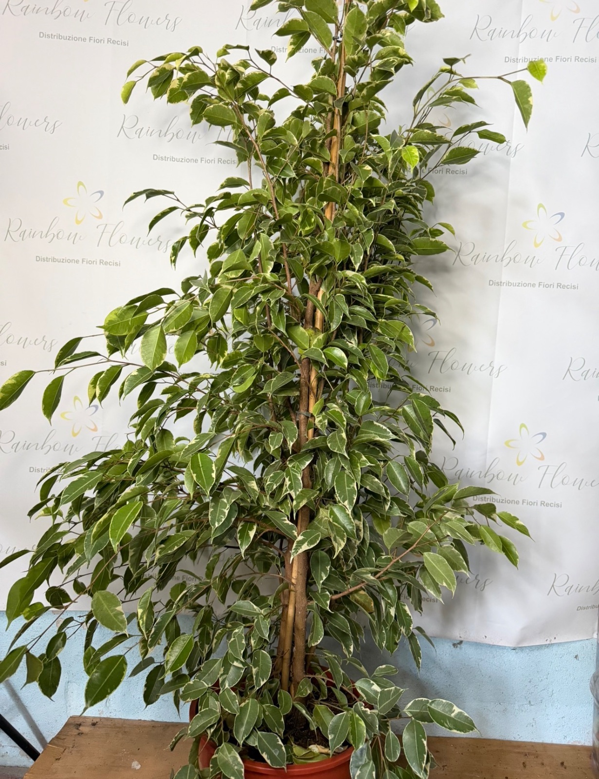 Ficus benjamina variegato 135 cm