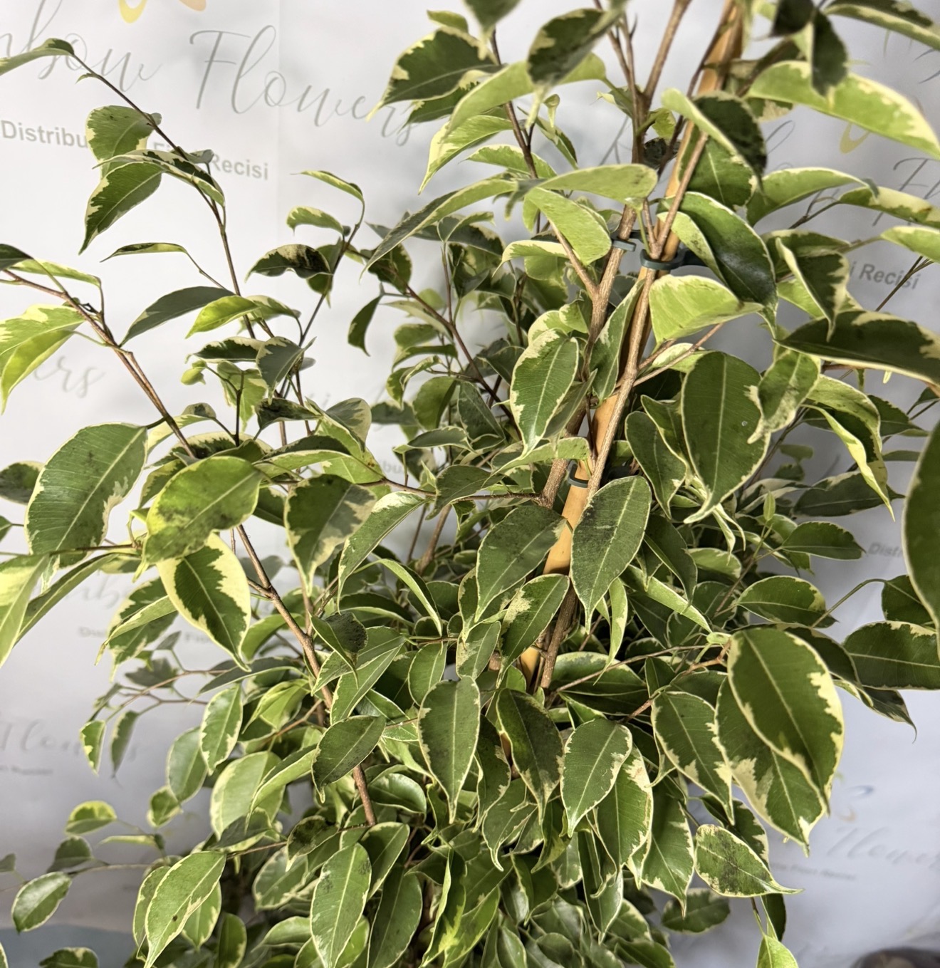 Ficus benjamina variegato 135 cm 2