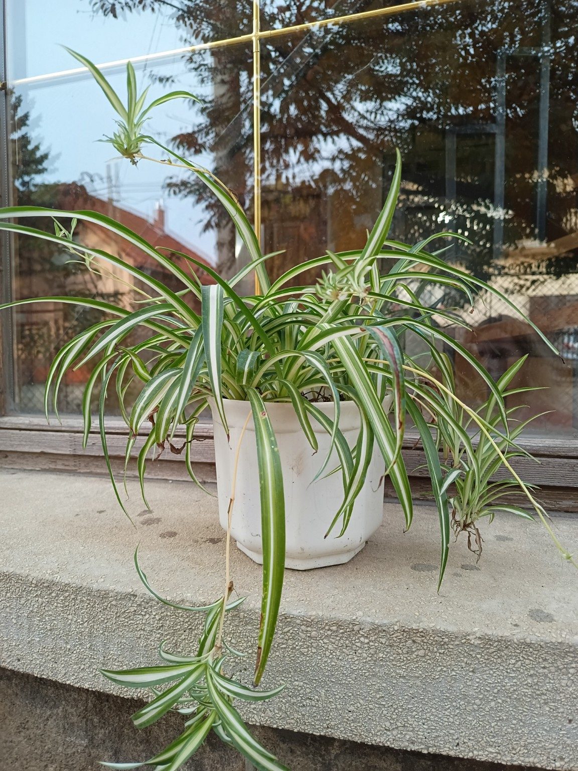 Chlorophytum 