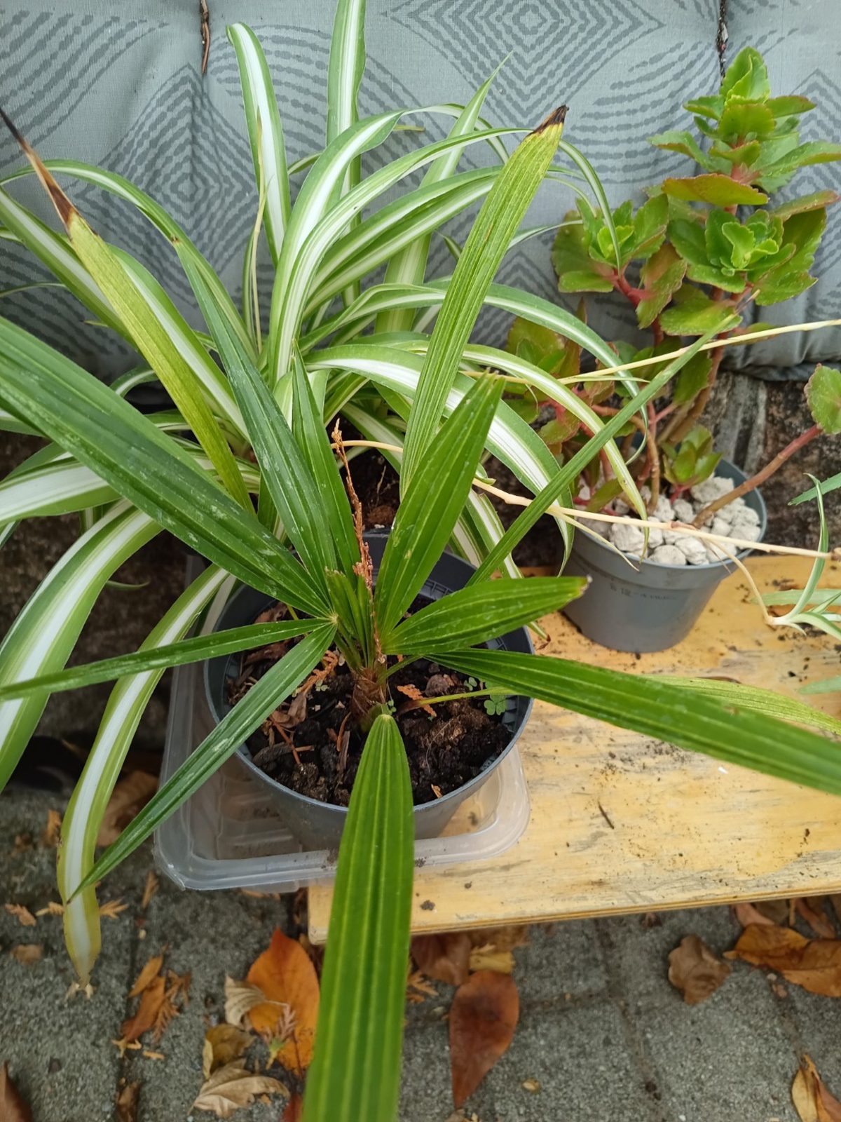 Trachycarpus fortunei