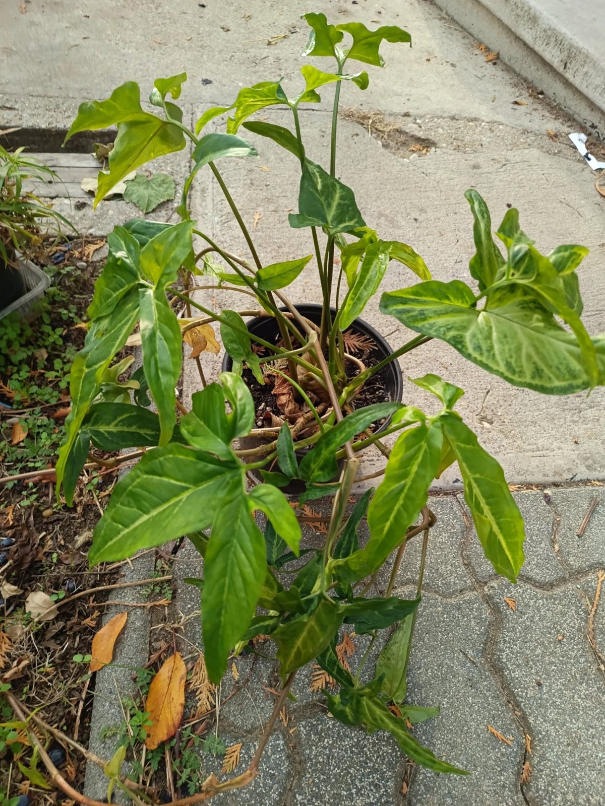 Syngonium angustatum