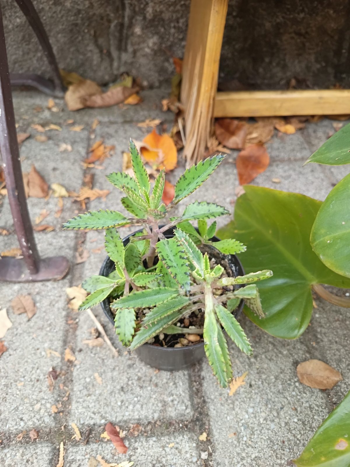 Kalanchoe
