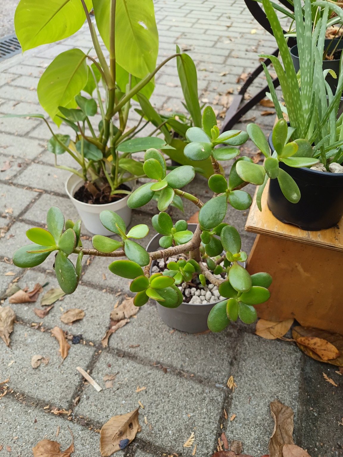 Crassula