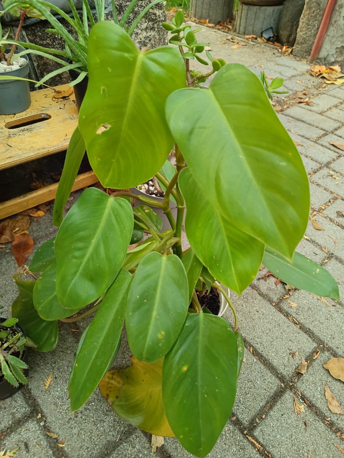 Philodendron green emerald