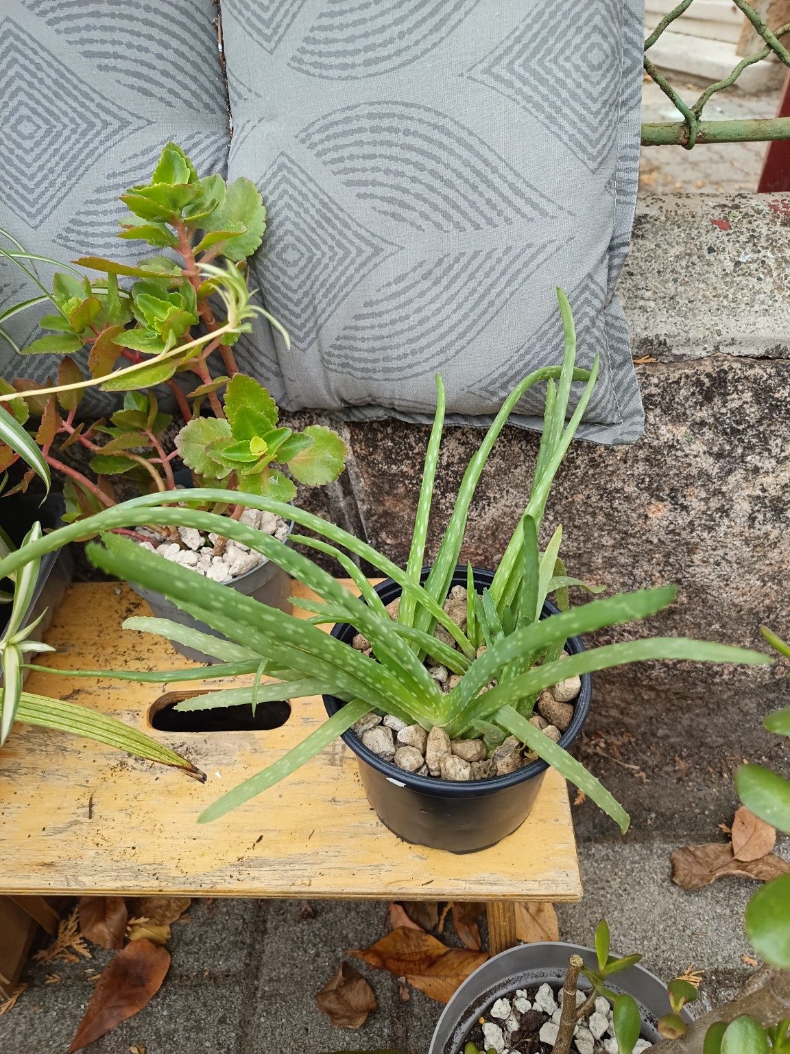 Aloe vera
