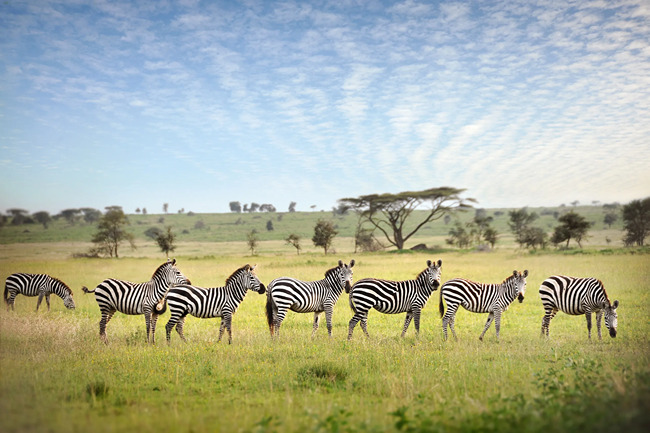 Wild zebras grass on grass on an open savanna in Africa