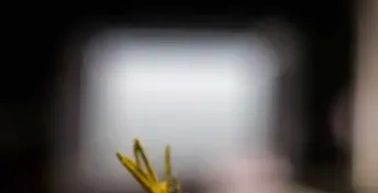 Surprise jhdgckshq