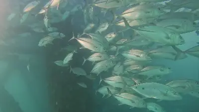 Dive site photo 5
