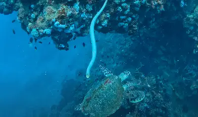 Yongala Wreck