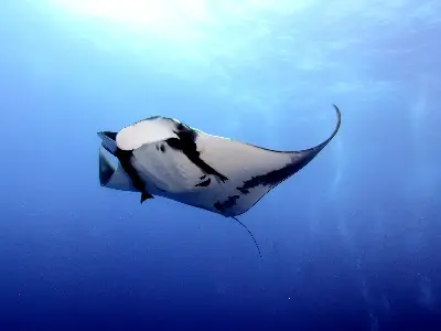 Manta Ridge