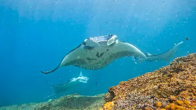 Manta Point