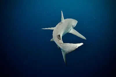 Dive site photo 2