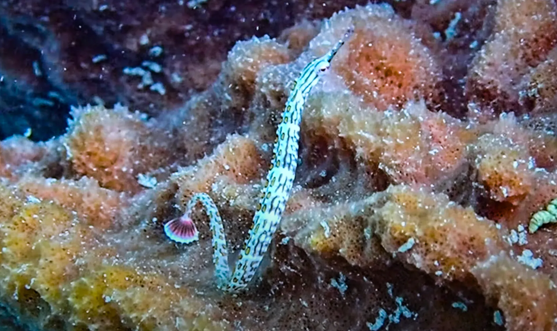 Dive site photo 1