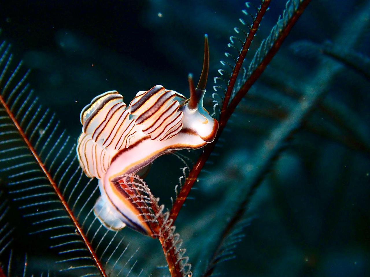 Melasti Tulamben