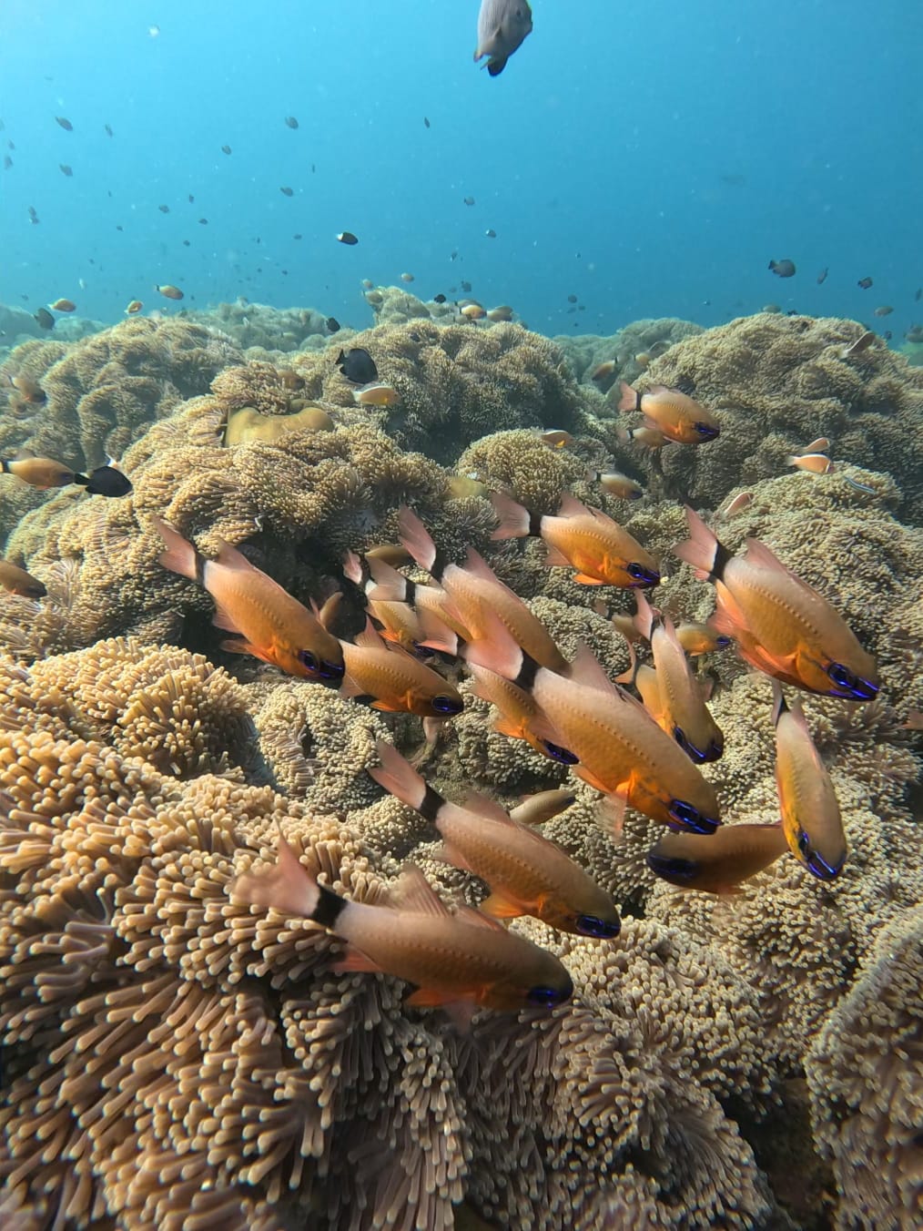 Coral Garden