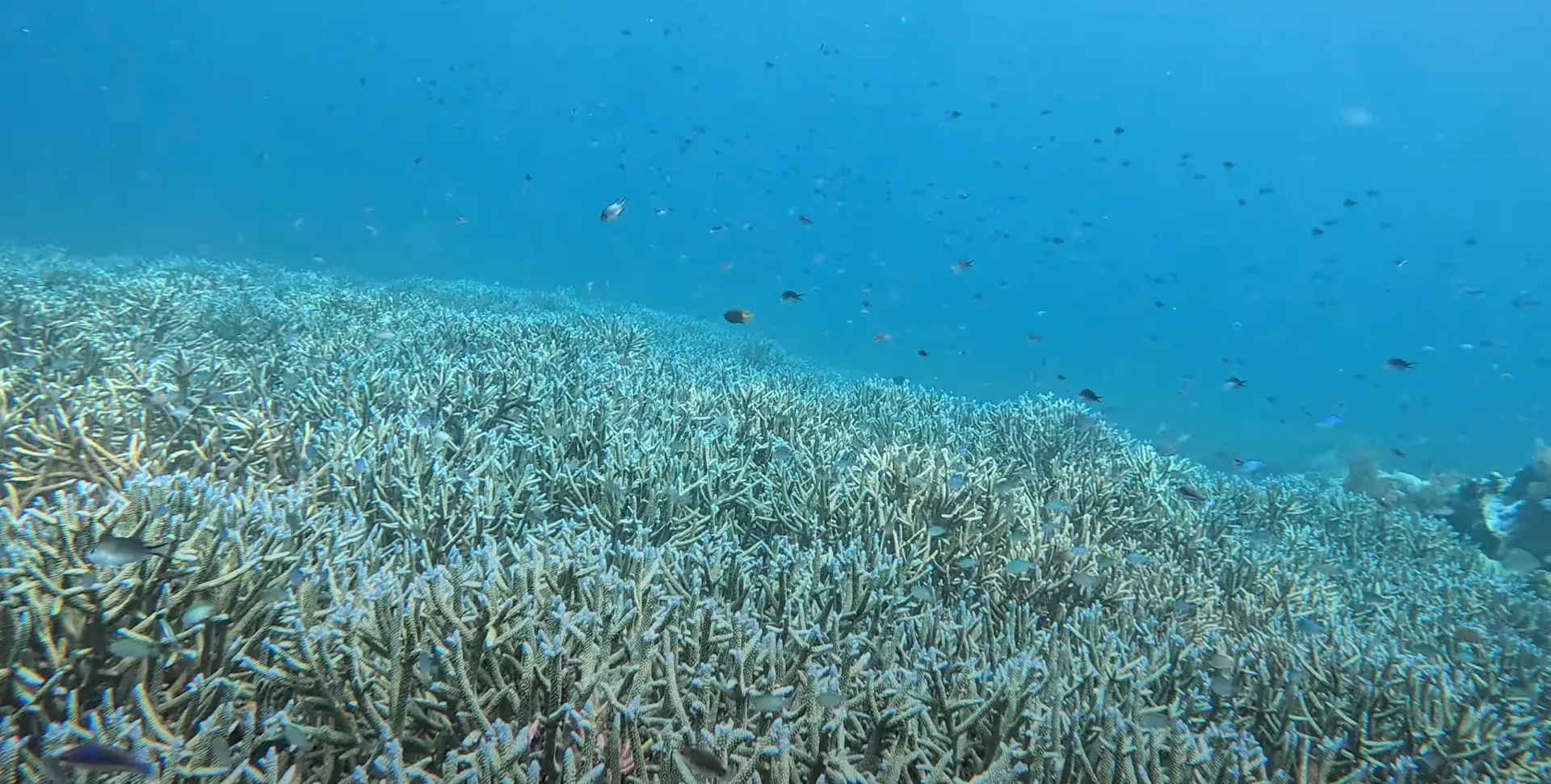 Dive site photo 1