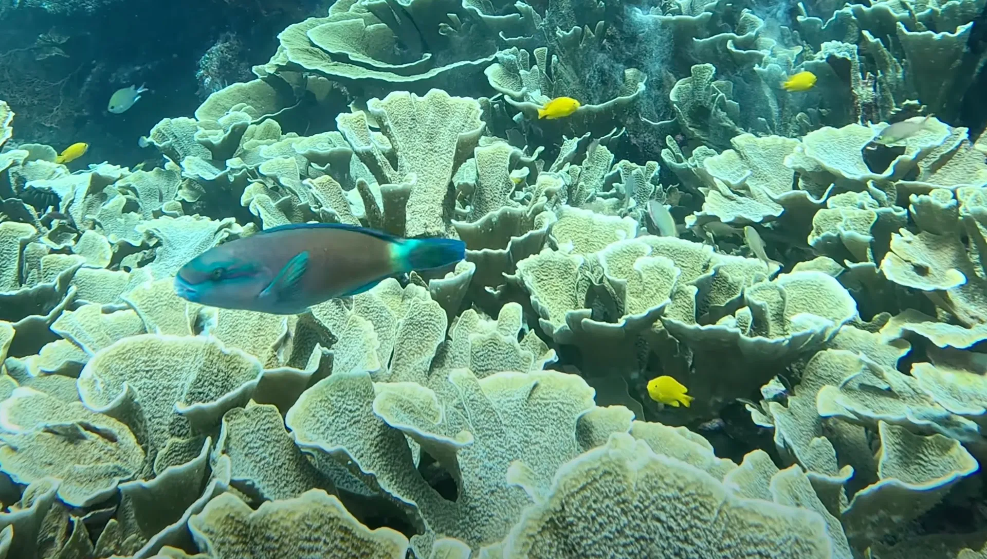 Dive site photo 2