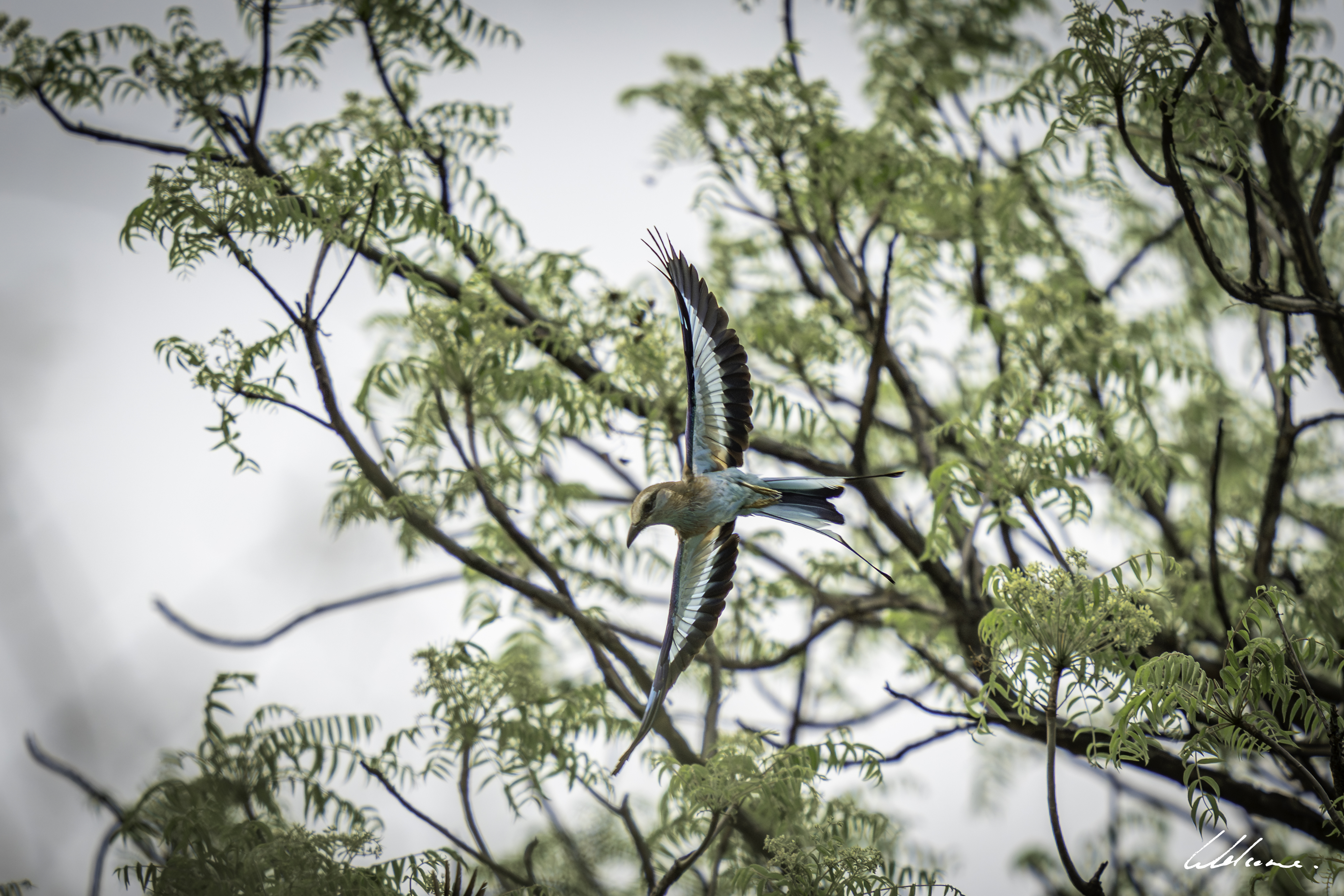 Spring Birding in Northern Kruger